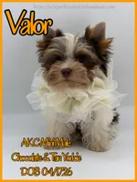 Valor, a male Yorkshire Terrier for sale in Beaumont, TX – 2 of 10