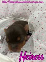 Heiress, a female Yorkshire Terrier for sale in Beaumont, TX – 9 of 10
