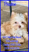 Preston, a male Yorkshire Terrier for sale in Beaumont, TX – 2 of 10