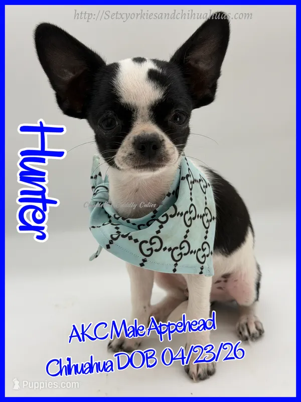 Hunter – Chihuahua puppy for sale in Beaumont, TX