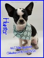 Hunter, a male Chihuahua for sale in Beaumont, TX – 1 of 10