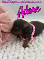 Adore, a female Yorkshire Terrier for sale in Beaumont, TX – 5 of 7