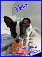 Hemi, a male Chihuahua for sale in Beaumont, TX – 8 of 9