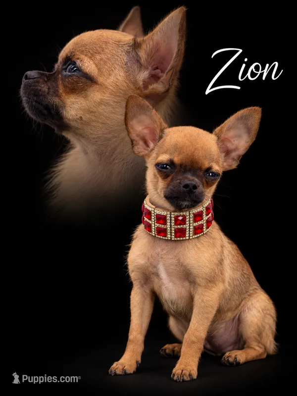 Zion – Chihuahua puppy for sale in Beaumont, TX