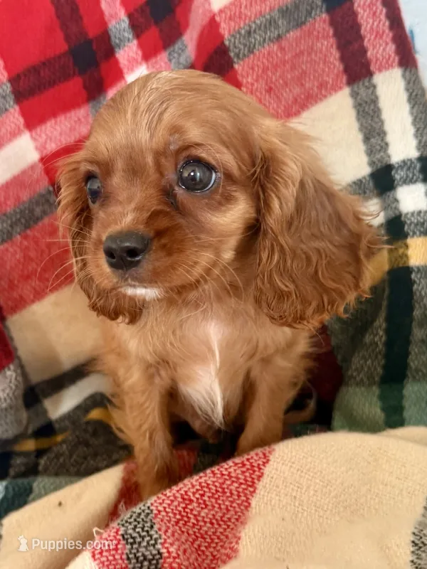Harry – Cavalier King Charles Spaniel puppy for sale in New Boston, TX