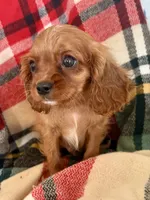 Harry, a male Cavalier King Charles Spaniel for sale in New Boston, TX – 1 of 1