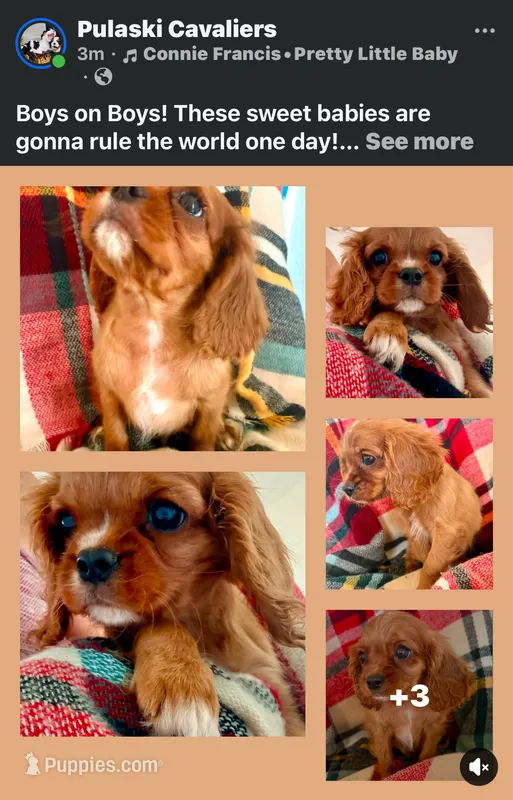 Bo – Cavalier King Charles Spaniel puppy for sale in New Boston, TX