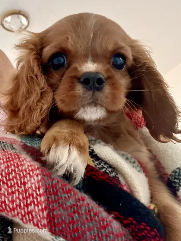 Fernando – Cavalier King Charles Spaniel puppy for sale in New Boston, TX