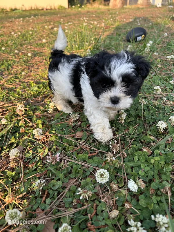 Cow  – Shihpoo puppy for sale in Decatur, AL