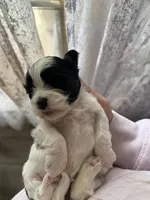 Cow , a male Shihpoo for sale in Decatur, AL – Photo 2 of 2