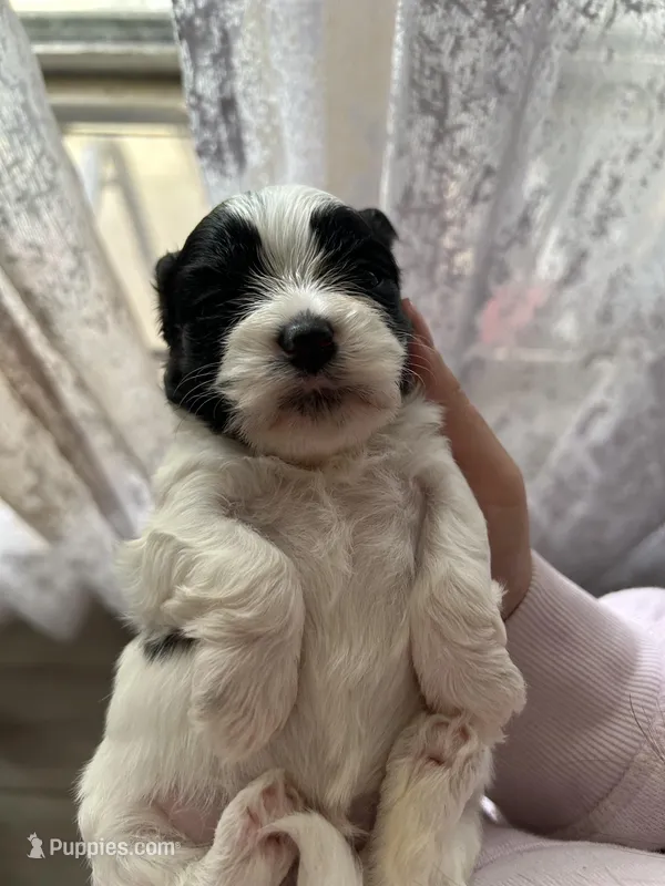 Cow  – Shihpoo puppy for sale in Decatur, AL
