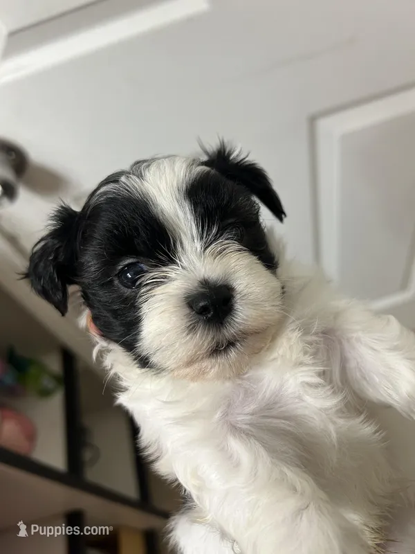 Cow  – Shihpoo puppy for sale in Decatur, AL