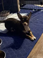 Dolly, a female Chihuahua for sale in Sussex, NJ – 3 of 5