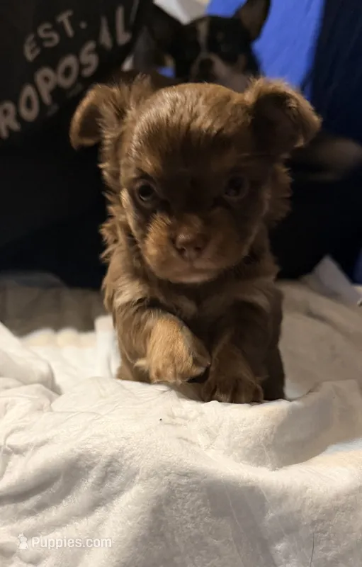 Dolly – Chihuahua puppy for sale in Sussex, NJ