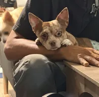 Dolly, a female Chihuahua for sale in Sussex, NJ – 5 of 5