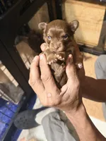 Dolly, a female Chihuahua for sale in Sussex, NJ – 4 of 5