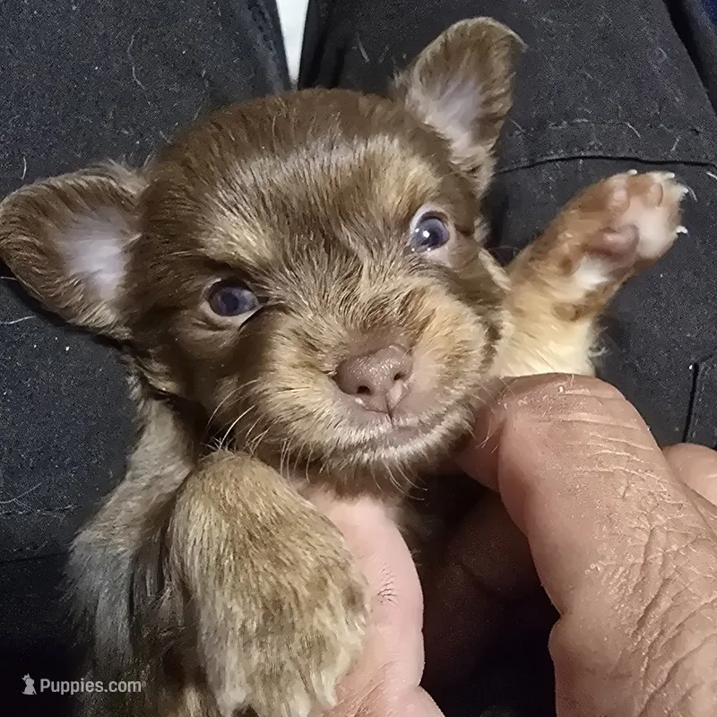Dolly – Chihuahua puppy for sale in Sussex, NJ