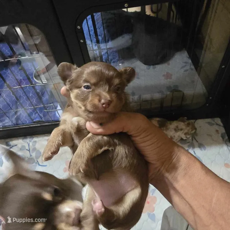 Dolly – Chihuahua puppy for sale in Sussex, NJ