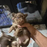Dolly, a female Chihuahua for sale in Sussex, NJ – 1 of 5