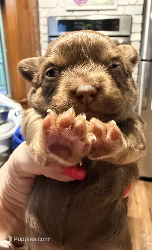 Dolly – Chihuahua puppy on hold in Sussex, NJ