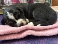 Molly, a female Australian Shepherd for sale in Irwin, PA – Photo 2 of 2