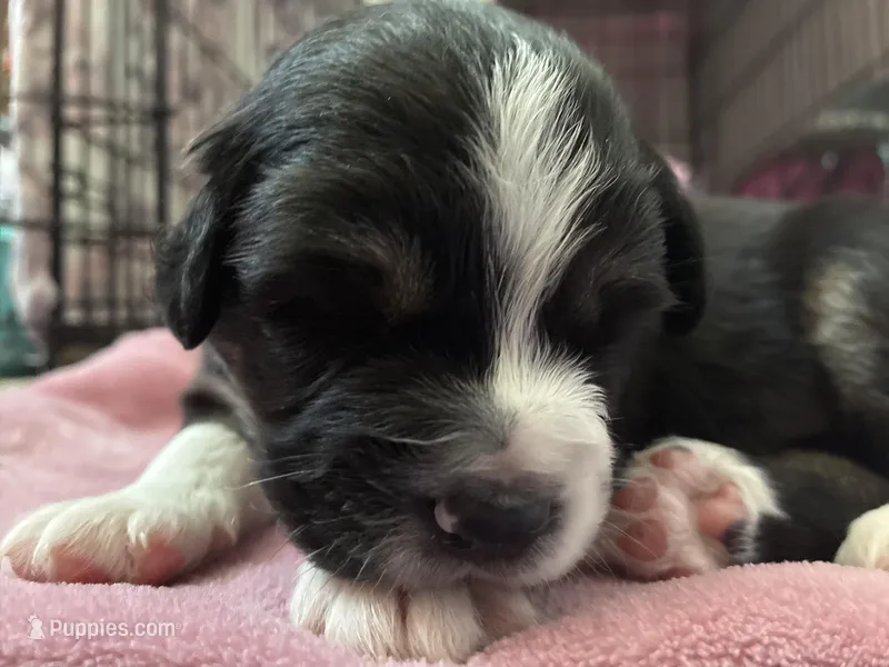 Molly – Australian Shepherd puppy for sale in Irwin, PA