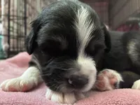 Molly, a female Australian Shepherd for sale in Irwin, PA – Photo 1 of 2