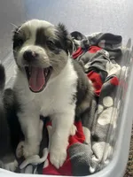 David, a male Australian Shepherd for sale in Irwin, PA – 3 of 4