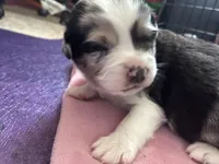 David, a male Australian Shepherd for sale in Irwin, PA – Photo 2 of 2