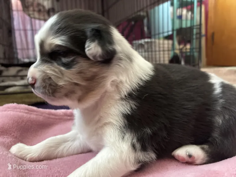 David – Australian Shepherd puppy for sale in Irwin, PA