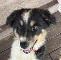 Abigail, a female Australian Shepherd for sale in Irwin, PA – 6 of 6