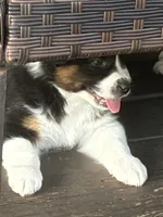 Liam, a male Australian Shepherd for sale in Irwin, PA – 2 of 4
