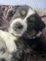 Liam, a male Australian Shepherd for sale in Irwin, PA – 4 of 4