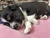 Liam, a male Australian Shepherd for sale in Irwin, PA – Photo 2 of 2
