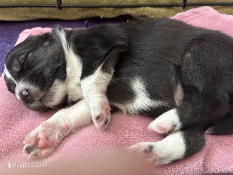 Liam – Australian Shepherd puppy for sale in Irwin, PA