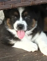 Liam, a male Australian Shepherd for sale in Irwin, PA – 4 of 5