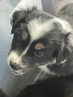 Abigail, a female Australian Shepherd for sale in Irwin, PA – 5 of 5