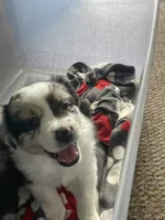 David, a male Australian Shepherd for sale in Irwin, PA – 4 of 4