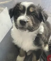 Abigail, a female Australian Shepherd for sale in Irwin, PA – 4 of 5