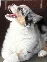 Tyrus, a male Australian Shepherd for sale in Irwin, PA – 6 of 7