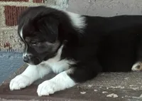 Hannah, a female Australian Shepherd for sale in Irwin, PA – 3 of 6