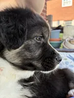 Hannah, a female Australian Shepherd for sale in Irwin, PA – 6 of 6