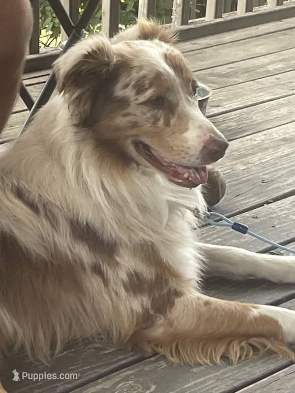 Kaboose  – Australian Shepherd puppy for sale in Irwin, PA