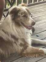Kaboose , a male Australian Shepherd for sale in Irwin, PA – 1 of 3