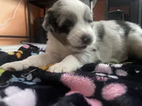 Tyrus, a male Australian Shepherd for sale in Irwin, PA – 4 of 7
