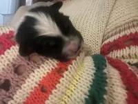 Abigail, a female Australian Shepherd for sale in Irwin, PA – Photo 2 of 3