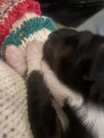 Abigail, a female Australian Shepherd for sale in Irwin, PA – Photo 3 of 3