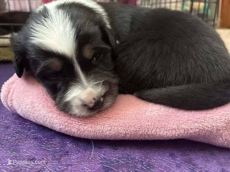 Abigail – Australian Shepherd puppy for sale in Irwin, PA