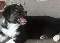 Hannah, a female Australian Shepherd for sale in Irwin, PA – 4 of 6
