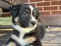Hannah, a female Australian Shepherd for sale in Irwin, PA – 5 of 6